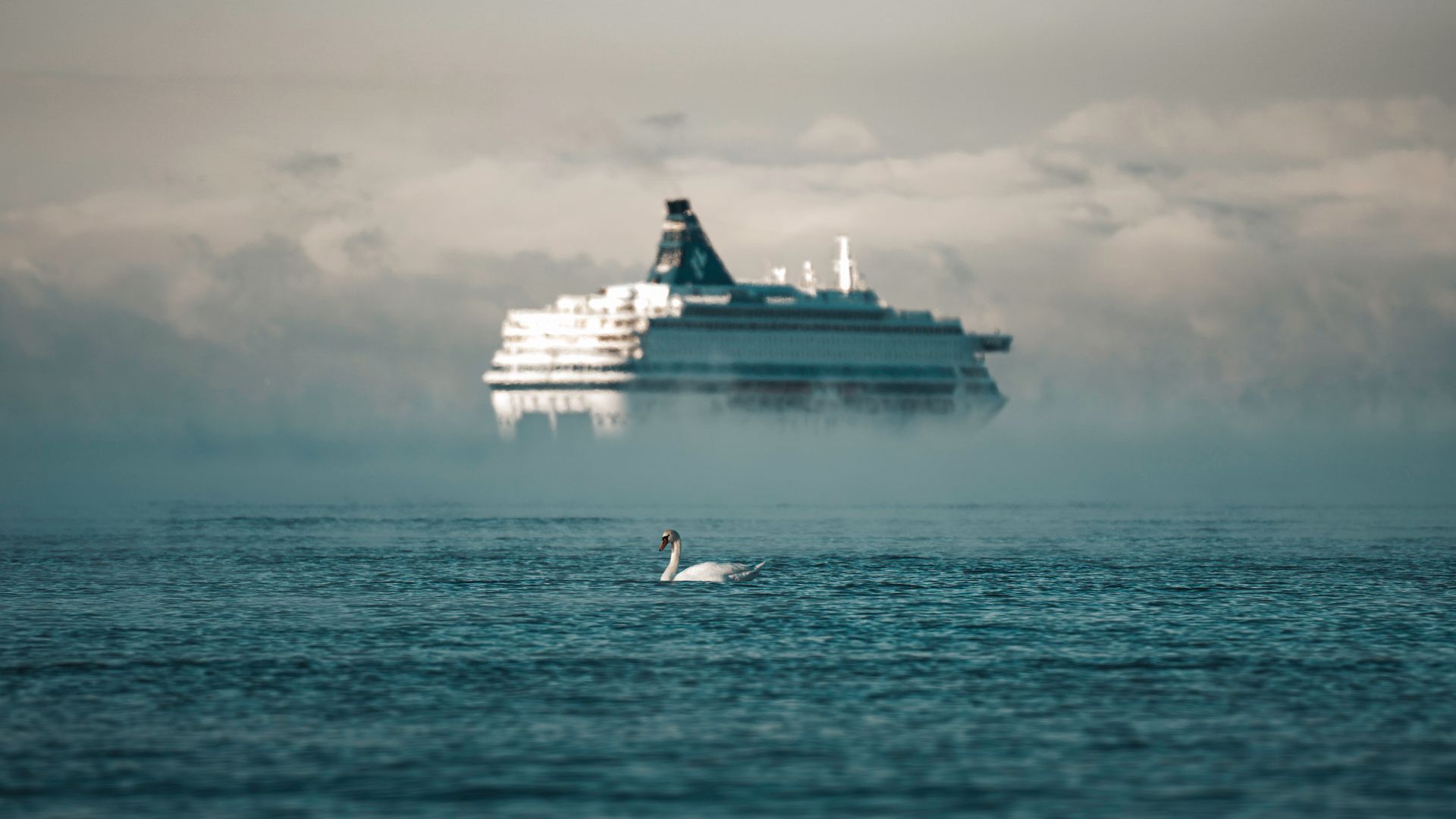Cruise ship in morning mist on the sea with a swan swimming in the foreground